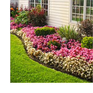 Monterey garden