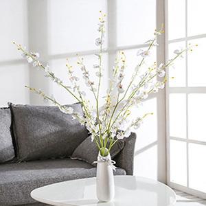 white orchid