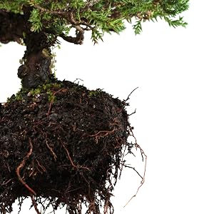 strong roots