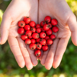 howthorn berries, supplements, advanced bionutritionals