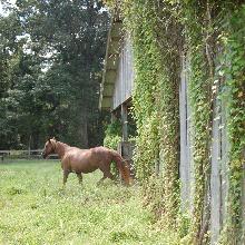 barn before