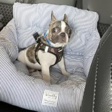 DOG2
