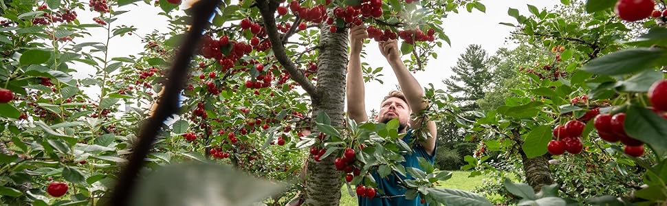 Orchard