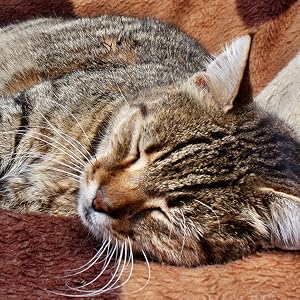 sleeping catRelaxed cat resting comfortably on a soft surface