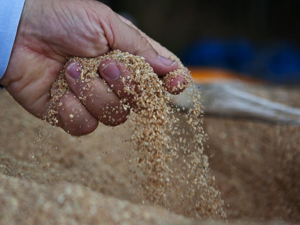 Chicken feed