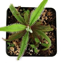 sundew plant