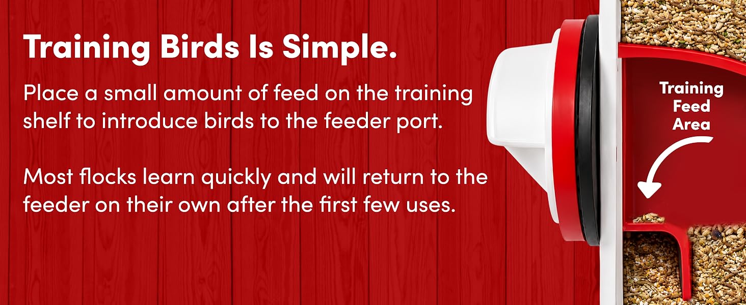 Training Birds is Simple