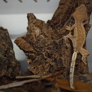 crested gecko on coco select