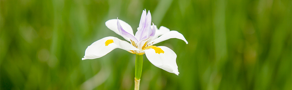 African White Iris