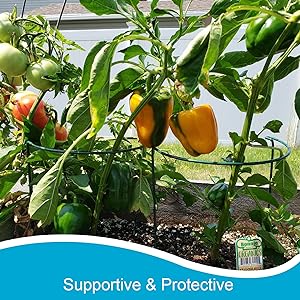 plant stakes and supports