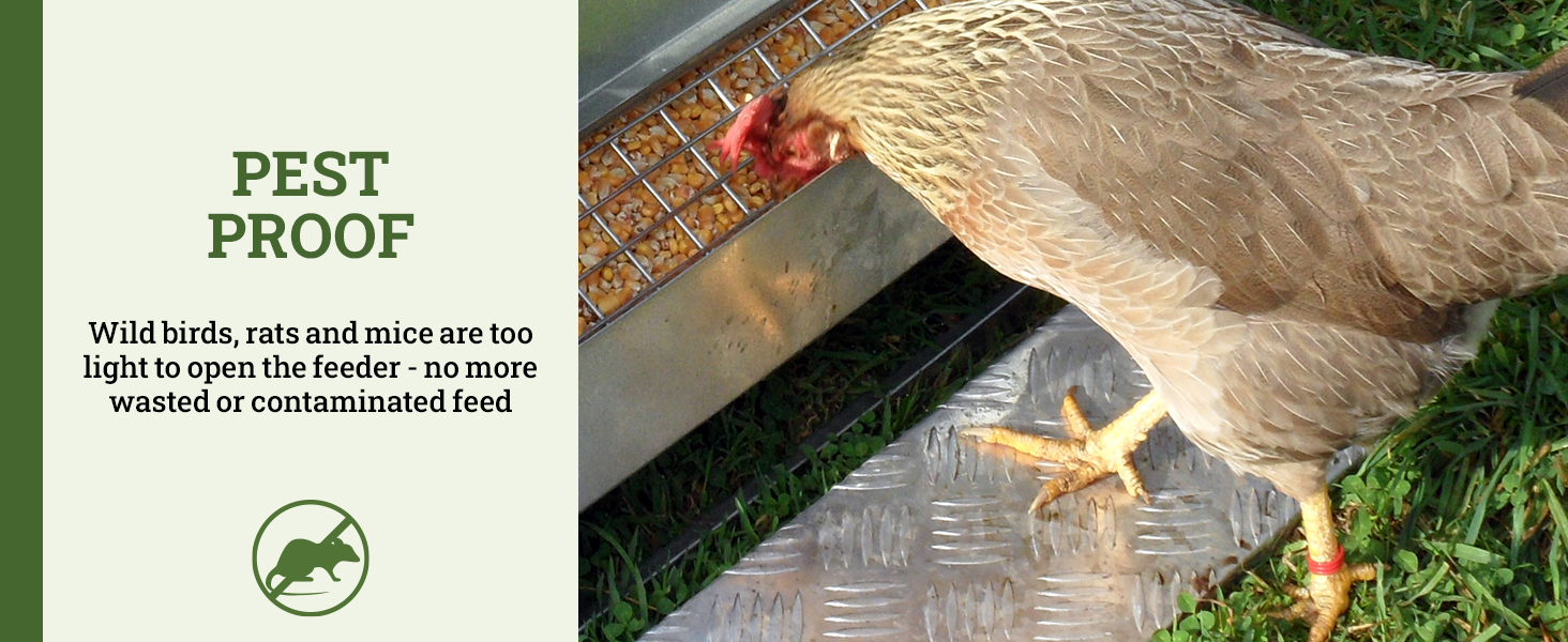 grandpas feeders automatic chicken galvanized steel poultry feeders rat proof no spill weatherproof