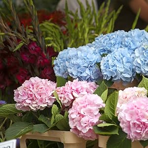 Pink and Blue Penny Mac Hydrangea