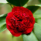 camellia professor sargent