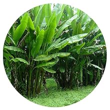 Manila Plant Abaca
