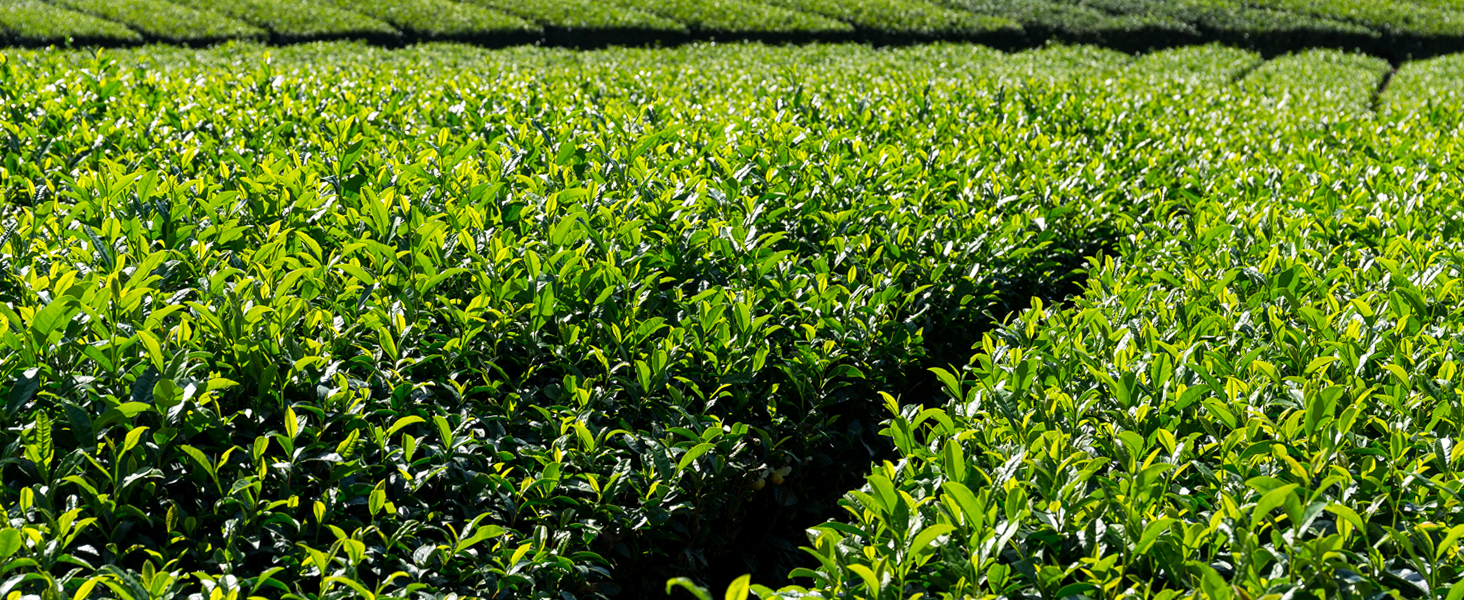 A field of green tea plants