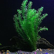 Anacharis