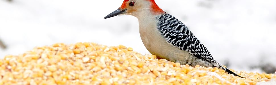 cracked corn for wild birds and chickens