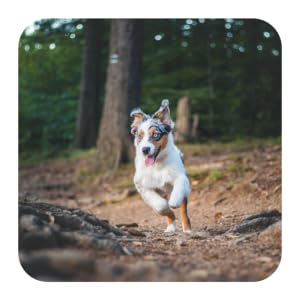 Heart Healthy Dog