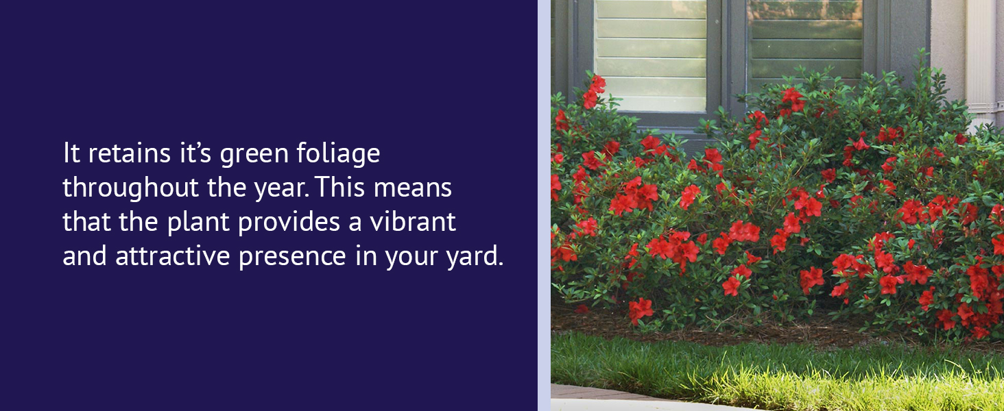 Retains it's green foliage throughout the year.