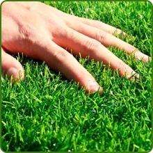 Buffalo Grass Turf Density &amp;amp; Drought Tolerance
