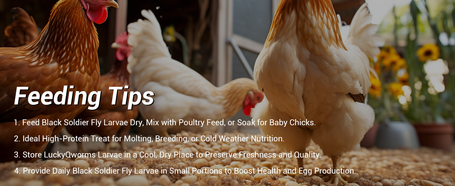 Dried Black Soldier Fly Larvae rich in protein and calcium for poultry