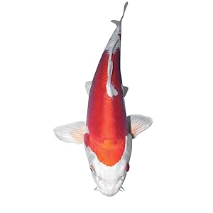 fish koi goldfish catfish wildlife plants garden backyard outdoor ornamental mini healthy api