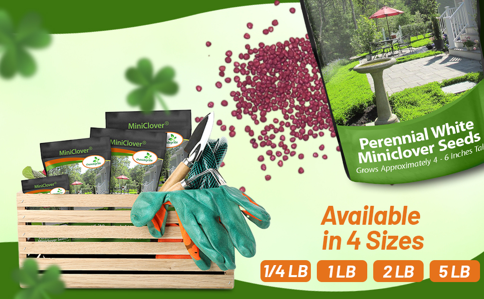 Perennial Miniclover Seed Bag Bulk Pound