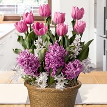 potted bulb garden