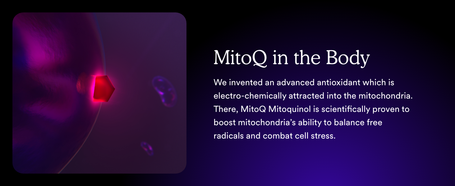 MitoQ Mitoquinol is electrochemically drawn into the mitochondria, where it helps combat cell stress