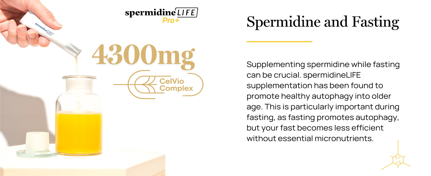 spermidine and fasting