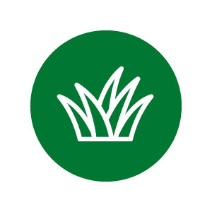 Grass