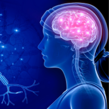 Zinc Supports Healthy Nervous System
