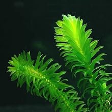 Anacharis