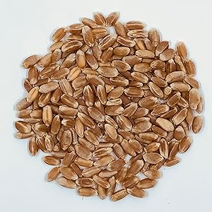 Organic Hard Red Wheat Berries