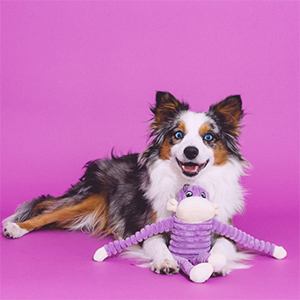 Studio image of Spencer - small, purple, with a happy dog