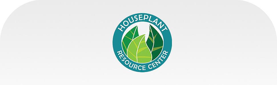 pothos fertilizer