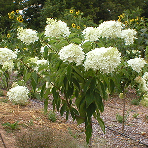 Pee Gee Hydrangea