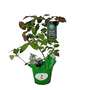 Safrano Rose: Starter size plant rooted and growing in 4 inch diameter plastic nursery pot.
