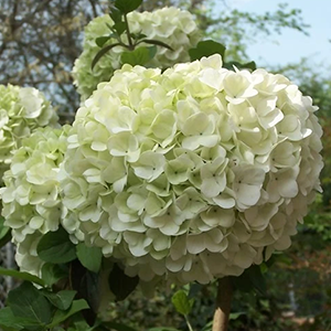 chines snowball