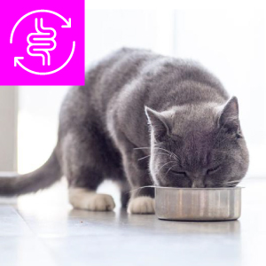 healthy cat diet