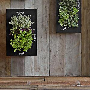 Wall Garden