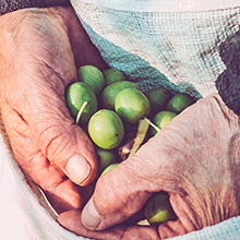 How Oro Verde Extra Virgin Olive Oil is Made