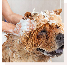Dog Image