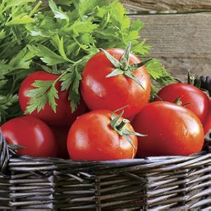 tomato