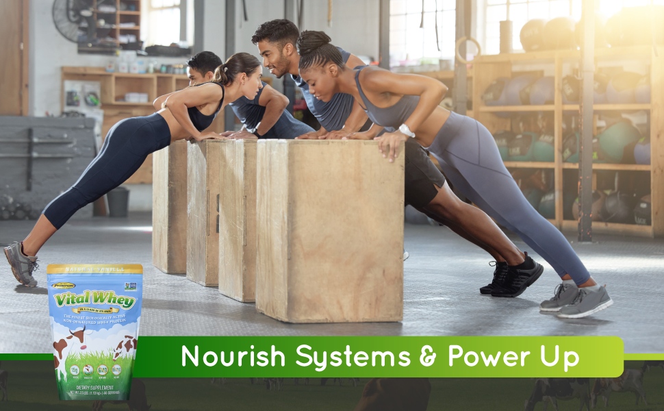 Well Wisdom Vital Whey Protein Drink Power Nourish