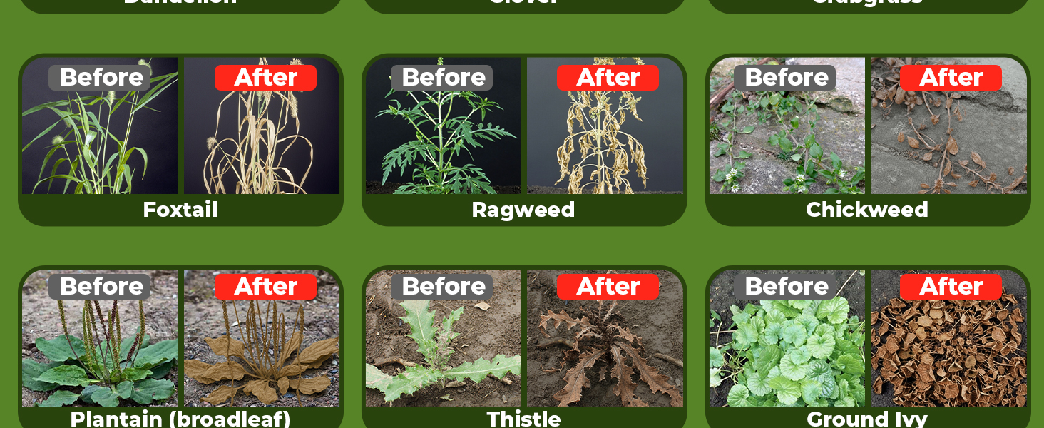Organic Vinegar Weed Killer