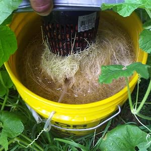 Massive Root Growth