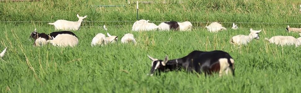Grass-fed goat farm
