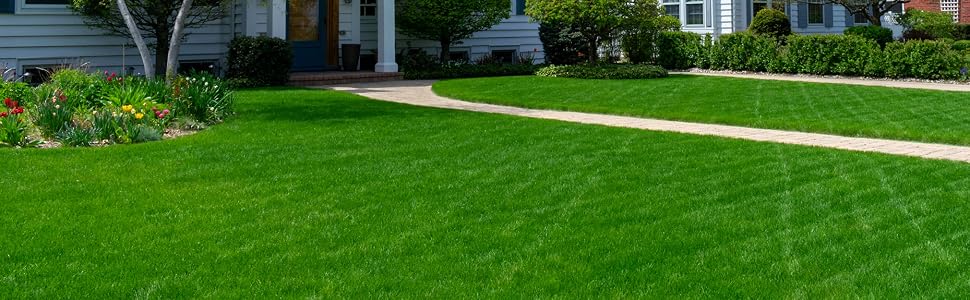 Grass, grass seed, seed, perennial ryegrass, perennial ryegrass seed, lawn, lawn seed, greenview