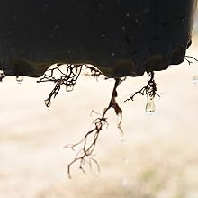how often water carnivorous plants in organic potting mix soil peat moss perlite sundew low nutrient